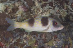 Parupeneus crassilabris