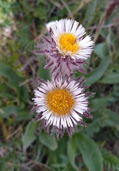 Erigeron eriocephalus