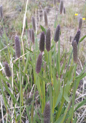 Alopecurus magellanicus