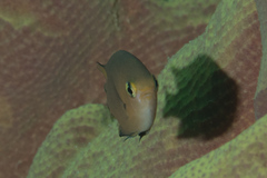 Pycnochromis atripes