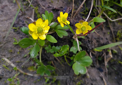 Ranunculus pygmaeus