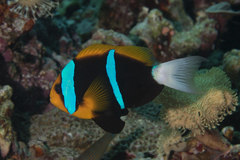 Amphiprion chrysopterus