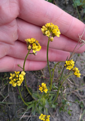 Draba glacialis