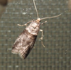 Acrobasis vaccinii