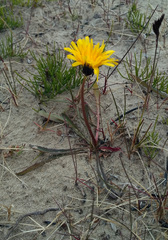 Taraxacum macilentum