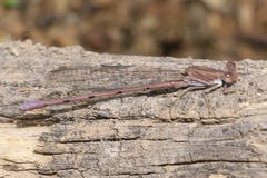 Argia pallens