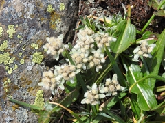 Leontopodium ochroleucum
