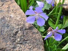 Geranium saxatile