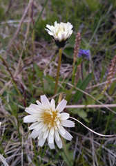 Taraxacum arcticum
