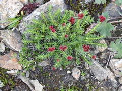Rhodiola coccinea