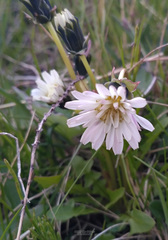 Taraxacum arcticum
