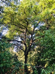 Quercus × cerrioides