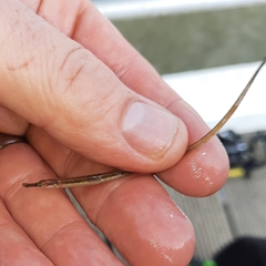 Syngnathus rostellatus