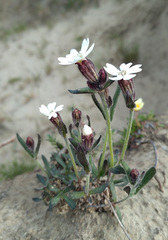 Silene involucrata