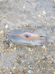Callorhinchus milii