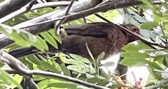 Turdus merula
