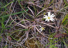Stellaria peduncularis