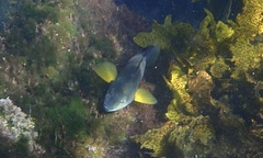 Notolabrus tetricus