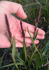 Arctagrostis latifolia