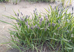 Alopecurus magellanicus