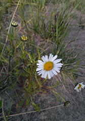 Tripleurospermum hookeri