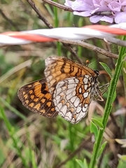Melitaea deione