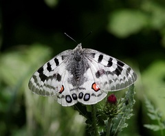 Parnassius imperator