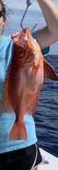 Priacanthidae