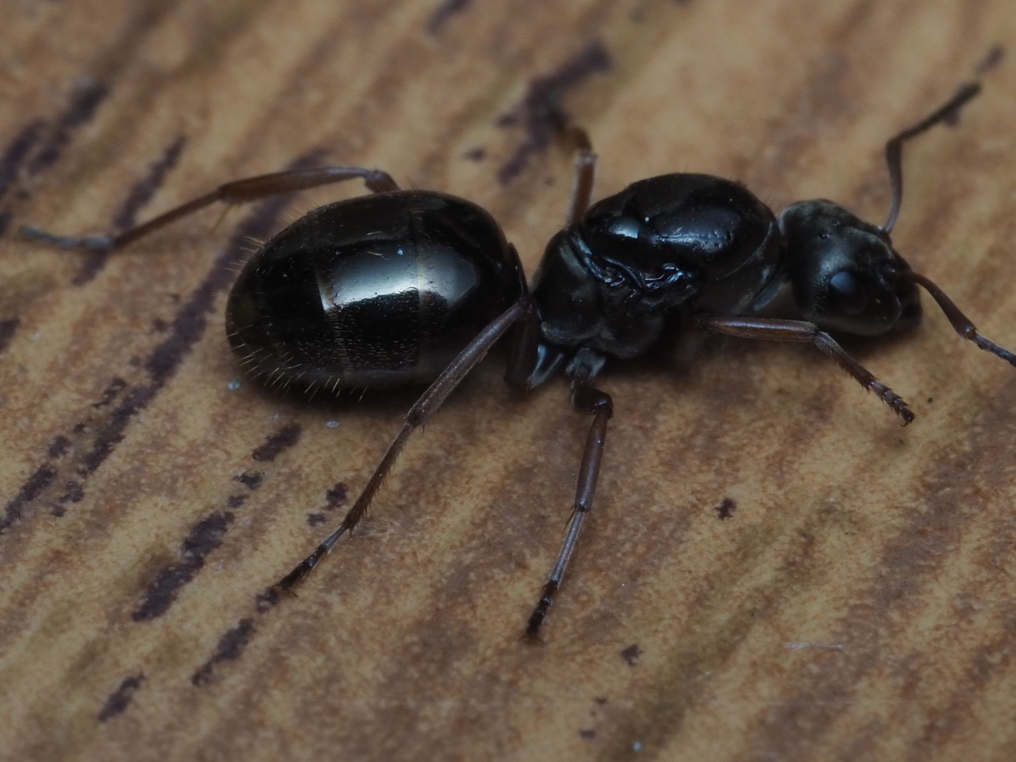 Formica picea
