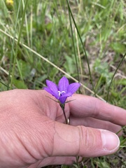 Campanula parryi