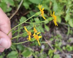 Senecio squalidus rupestris