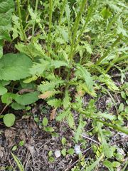 Senecio squalidus rupestris