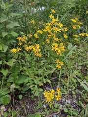 Senecio squalidus rupestris