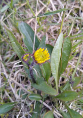 Tephroseris integrifolia atropurpurea