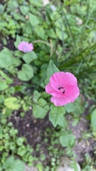 Malva trimestris