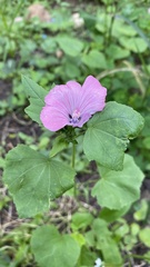 Malva trimestris