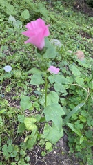 Malva trimestris