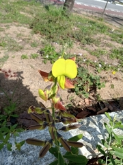 Crotalaria retusa