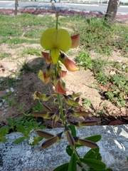 Crotalaria retusa