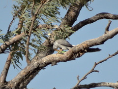 Falco hypoleucos