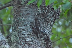 Sphyrapicus ruber