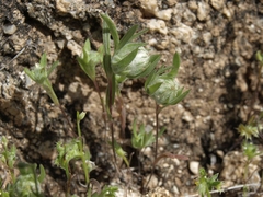 Stylocline micropoides
