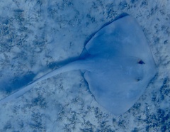 Pastinachus sephen
