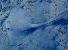Pastinachus sephen