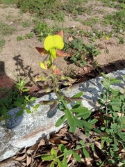 Crotalaria retusa