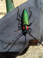 Aromia moschata ambrosiaca