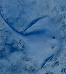Pastinachus sephen