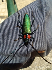 Aromia moschata ambrosiaca