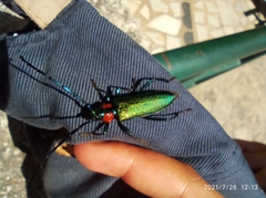 Aromia moschata ambrosiaca