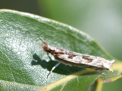 Prionapteryx achatina